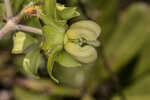 Largeflower milkweed